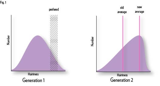 Fig 1 Natural selection